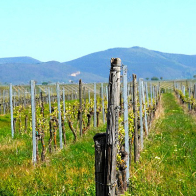 Best Wine Branding Strategy
