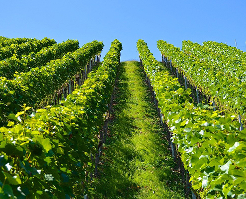 Vineyards in Colorado