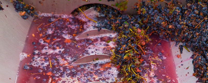 Rosé Wine Production